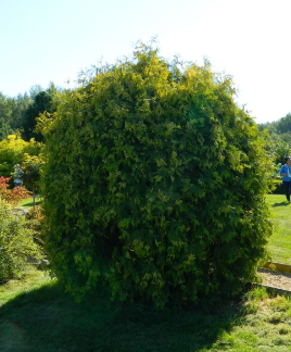 Туя шаровидная