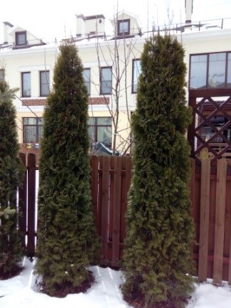 Туя смарагд высота до 2 метров