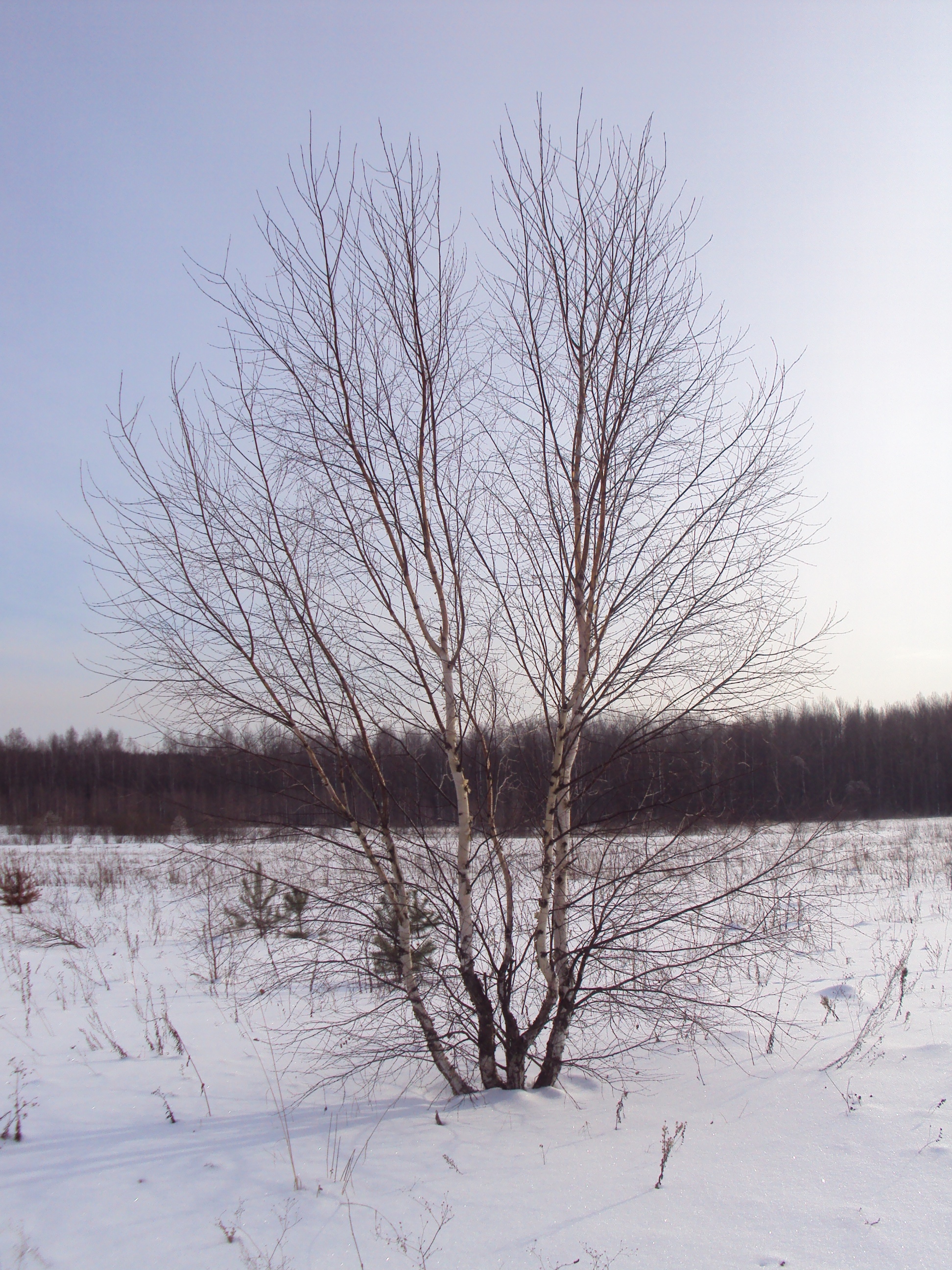 Береза обыкновенная от 7 до 8 м