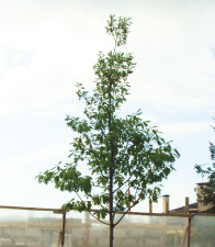 Дуб черешчатый