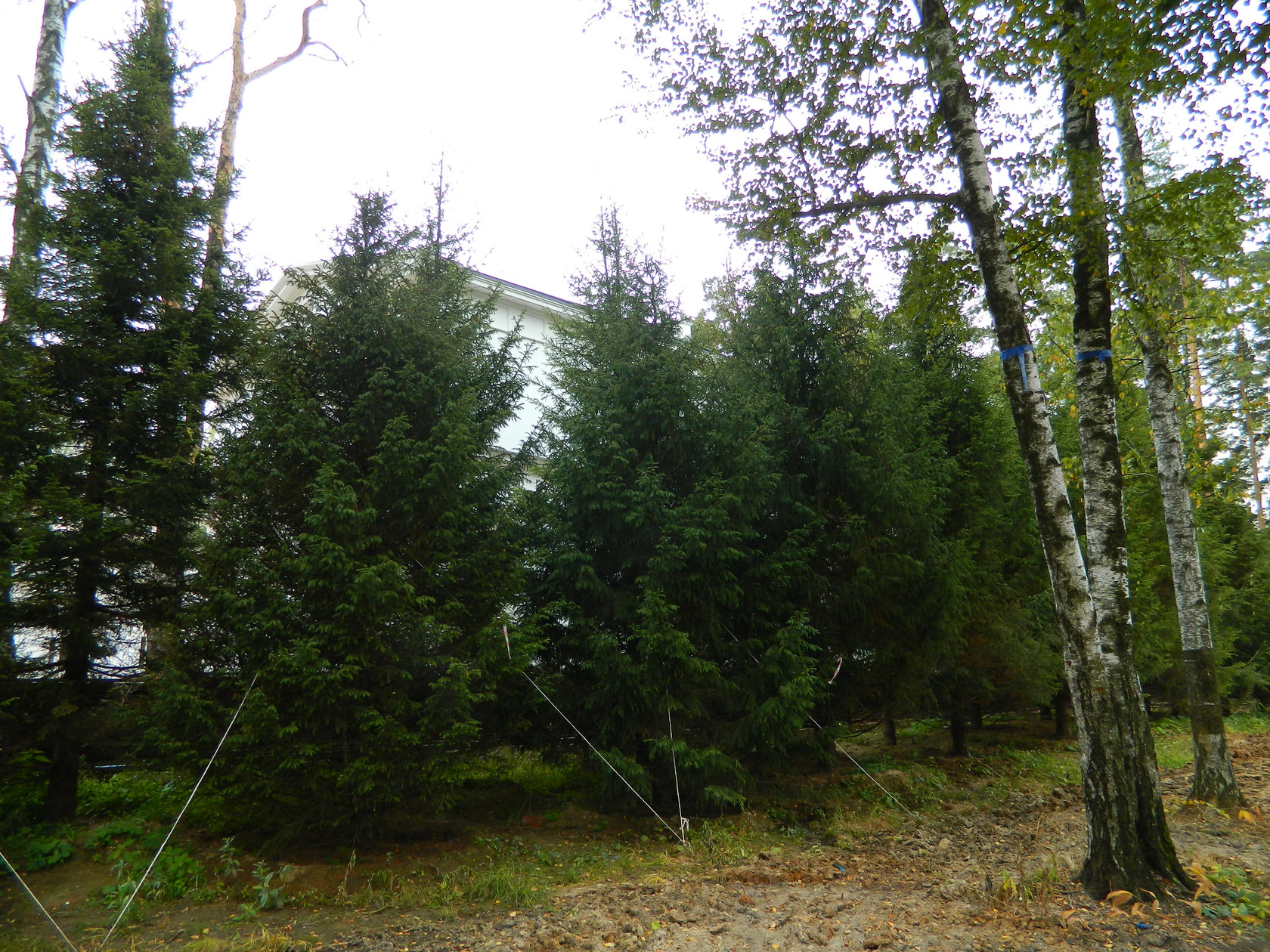 Ель обыкновенная от 8 до 10 м