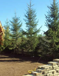 Ель обыкновенная высота 8 – 10 метров